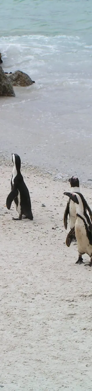 Pinguin-Kolonie